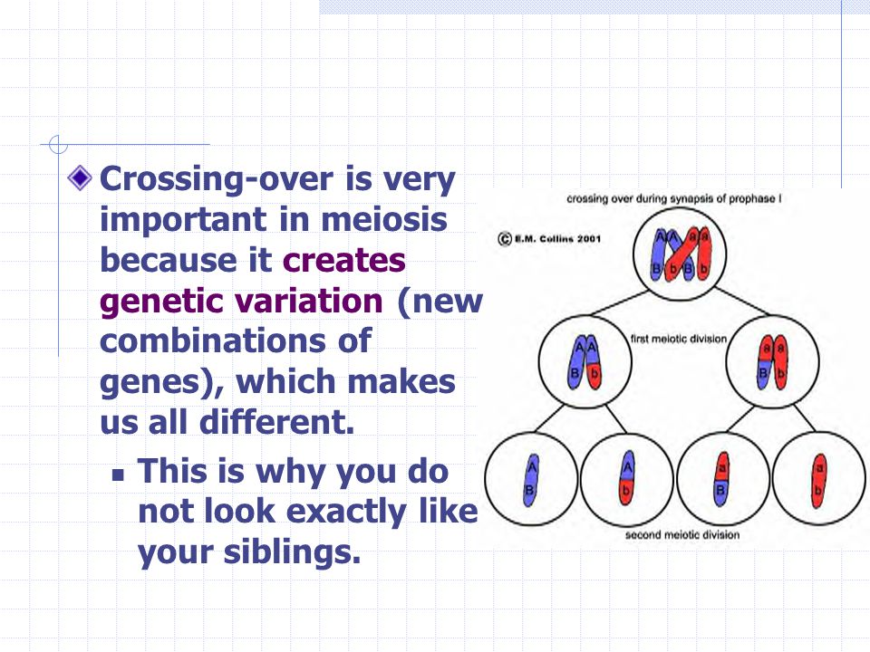 What is the importance of meiosis?